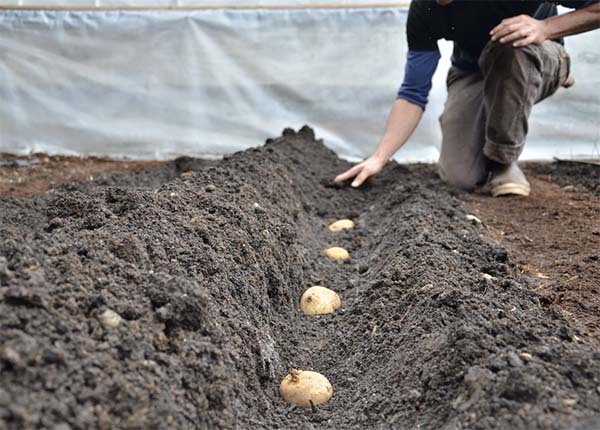 How Do Farmers Grow Potatoes?