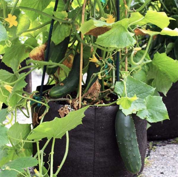 Best Soil and Container for Growing Cucumber in Pots